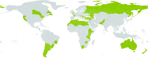 Echium plantagineum world distribution map, present in Albania, Argentina, Armenia, Australia, Azerbaijan, Bulgaria, Belarus, Brazil, Canada, Chile, Cyprus, Algeria, Egypt, Spain, Ethiopia, France, United Kingdom of Great Britain and Northern Ireland, Georgia, Gibraltar, Greece, Croatia, Israel, Italy, Kenya, Lebanon, Libya, Lesotho, Morocco, North Macedonia, Malta, Montenegro, New Zealand, Pakistan, Portugal, Russian Federation, Serbia, Slovenia, Syrian Arab Republic, Tunisia, Turkey, Tanzania, United Republic of, Ukraine, Uruguay, United States of America, South Africa, and Zimbabwe