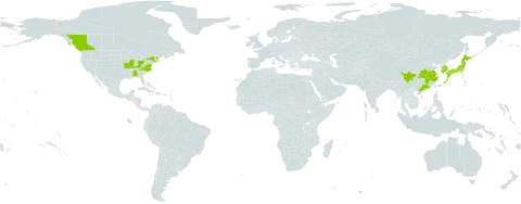 Elaeagnus multiflora world distribution map, present in Canada, China, Japan, Korea (Republic of), and United States of America