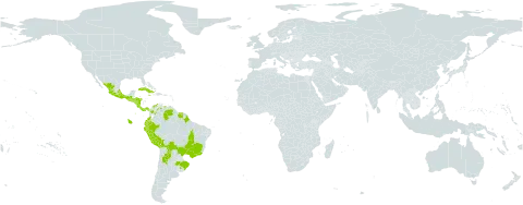 Elaphoglossum piloselloides world distribution map, present in Argentina, Bolivia (Plurinational State of), Brazil, Colombia, Costa Rica, Cuba, Dominica, Ecuador, Guadeloupe, Guatemala, French Guiana, Honduras, Jamaica, Mexico, Martinique, Nicaragua, Panama, Peru, Puerto Rico, El Salvador, Suriname, Uruguay, and Venezuela (Bolivarian Republic of)