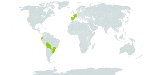 Eleocharis bonariensis world distribution map, present in Bolivia (Plurinational State of), Brazil, Ecuador, Spain, France, Portugal, Paraguay, and Uruguay