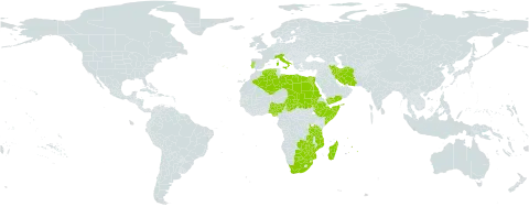Eleocharis caduca world distribution map, present in Botswana, Algeria, Egypt, Ethiopia, Iran (Islamic Republic of), Italy, Libya, Madagascar, Mozambique, Mauritius, Nigeria, Portugal, Sudan, Singapore, Somalia, Chad, Tanzania, United Republic of, Yemen, South Africa, Zambia, and Zimbabwe
