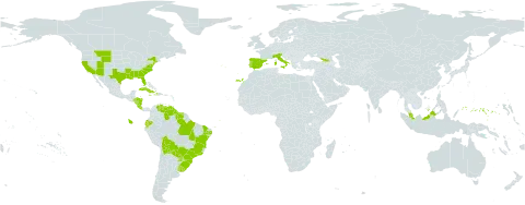 Eleocharis flavescens world distribution map, present in Åland Islands, Bermuda, Bolivia (Plurinational State of), Brazil, Costa Rica, Cuba, Ecuador, Spain, Micronesia (Federated States of), Georgia, Guyana, Honduras, Haiti, Italy, Jamaica, Malaysia, Nicaragua, Puerto Rico, Portugal, Paraguay, Suriname, Uruguay, United States of America, and Venezuela (Bolivarian Republic of)