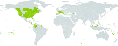 Eleocharis obtusa world distribution map, present in Åland Islands, Canada, Colombia, France, Micronesia (Federated States of), Georgia, Italy, Malaysia, Nicaragua, Portugal, and United States of America
