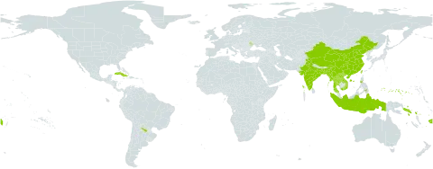 Eleocharis ochrostachys world distribution map, present in Argentina, Bangladesh, China, Cuba, Fiji, Micronesia (Federated States of), Indonesia, India, Lao People's Democratic Republic, Moldova (Republic of), Myanmar, Nauru, Philippines, Puerto Rico, Solomon Islands, Thailand, Taiwan, Province of China, United States of America, Viet Nam, and Wallis and Futuna