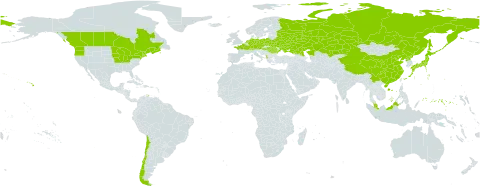Eleocharis ovata world distribution map, present in Albania, Austria, Belarus, Canada, Switzerland, Chile, China, Czech Republic, Germany, France, Micronesia (Federated States of), Hungary, Japan, Kazakhstan, Malaysia, Netherlands, Poland, Korea (Democratic People's Republic of), Romania, Russian Federation, Ukraine, and United States of America