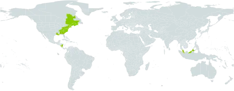 Eleocharis tenuis var. tenuis world distribution map, present in Åland Islands, Canada, Malaysia, Nicaragua, and United States of America