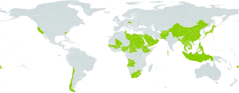 Eleusine coracana world distribution map, present in Afghanistan, Angola, Andorra, Burkina Faso, Bangladesh, Brazil, Central African Republic, Chile, China, Czech Republic, Egypt, Ethiopia, Fiji, Indonesia, Japan, Lao People's Democratic Republic, Libya, Moldova (Republic of), Maldives, Mali, Myanmar, Mauritius, Nigeria, Nepal, Oman, Pakistan, Philippines, Réunion, Rwanda, Saudi Arabia, Sudan, Senegal, Chad, Thailand, Tunisia, Taiwan, Province of China, United States of America, Viet Nam, Yemen, and South Africa