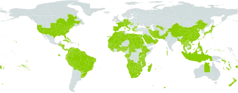 Eleusine indica world distribution map, present in Aruba, Angola, Åland Islands, Andorra, Australia, Austria, Benin, Burkina Faso, Bangladesh, Bulgaria, Bahamas, Belize, Bermuda, Bolivia (Plurinational State of), Brazil, Botswana, Central African Republic, Canada, Switzerland, China, Congo, Cook Islands, Colombia, Comoros, Costa Rica, Cuba, Cayman Islands, Czech Republic, Germany, Dominica, Algeria, Ecuador, Egypt, Spain, Ethiopia, Fiji, France, Micronesia (Federated States of), Gabon, Georgia, Ghana, Guinea, Gambia, Guinea-Bissau, Greece, Guatemala, Guyana, Honduras, Haiti, Hungary, Indonesia, Iran (Islamic Republic of), Italy, Jamaica, Japan, Kenya, Lao People's Democratic Republic, Liberia, Libya, Morocco, Moldova (Republic of), Madagascar, Maldives, Mali, Myanmar, Mozambique, Mauritania, Mauritius, Malaysia, Namibia, Norfolk Island, Nigeria, Nicaragua, Nepal, Nauru, New Zealand, Oman, Pakistan, Panama, Pitcairn, Peru, Philippines, Palau, Puerto Rico, Korea (Democratic People's Republic of), Portugal, Paraguay, Réunion, Rwanda, Saudi Arabia, Sudan, Senegal, Singapore, Solomon Islands, Sierra Leone, Suriname, eSwatini, Seychelles, Turks and Caicos Islands, Chad, Togo, Thailand, Tokelau, Tonga, Tuvalu, Taiwan, Province of China, Tanzania, United Republic of, Uganda, Uruguay, United States of America, Uzbekistan, Venezuela (Bolivarian Republic of), Viet Nam, Vanuatu, Wallis and Futuna, Samoa, South Africa, Zambia, and Zimbabwe