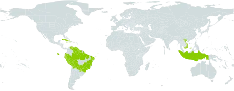 Eleutherine bulbosa world distribution map, present in Bolivia (Plurinational State of), Brazil, Cuba, Dominica, Ecuador, Guyana, Haiti, Indonesia, Jamaica, Peru, Puerto Rico, Paraguay, Réunion, Suriname, Venezuela (Bolivarian Republic of), and Viet Nam