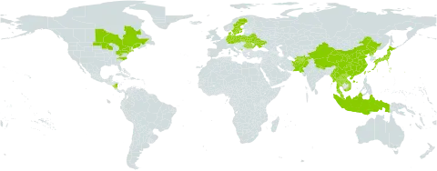 Elsholtzia ciliata world distribution map, present in Afghanistan, Belarus, Canada, China, Czech Republic, Germany, Denmark, Indonesia, Japan, Lao People's Democratic Republic, Myanmar, Montenegro, Malaysia, Nicaragua, Nepal, Pakistan, Poland, Korea (Democratic People's Republic of), Romania, Sweden, Thailand, Taiwan, Province of China, Ukraine, United States of America, and Viet Nam