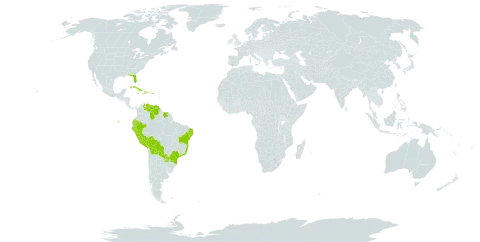 Eltroplectris calcarata world distribution map, present in Bahamas, Bolivia (Plurinational State of), Brazil, Cuba, Cayman Islands, Dominica, Ecuador, Haiti, Jamaica, Peru, Puerto Rico, Paraguay, Suriname, United States of America, and Venezuela (Bolivarian Republic of)
