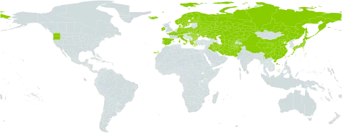 Elymus caninus world distribution map, present in Afghanistan, Albania, Bulgaria, Belarus, Switzerland, China, Czech Republic, Germany, Denmark, Spain, Finland, France, Greece, Hungary, Ireland, Iran (Islamic Republic of), Iraq, Iceland, Italy, Japan, Kazakhstan, Kyrgyzstan, Norway, Pakistan, Poland, Portugal, Romania, Russian Federation, Sweden, Turks and Caicos Islands, Turkmenistan, Ukraine, United States of America, and Uzbekistan