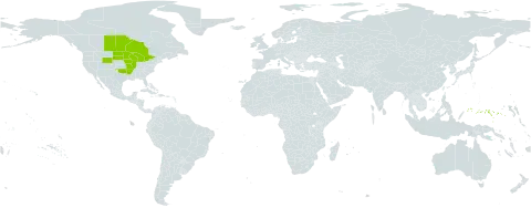 Elymus diversiglumis world distribution map, present in Canada, Micronesia (Federated States of), and United States of America