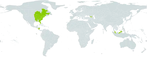 Elymus riparius world distribution map, present in Canada, Georgia, Malaysia, Nicaragua, and United States of America