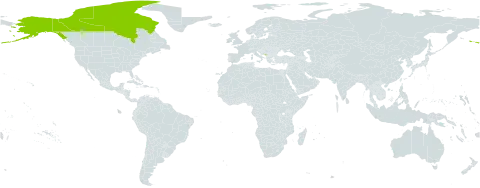 Elymus sajanensis world distribution map, present in Canada, Montenegro, and United States of America