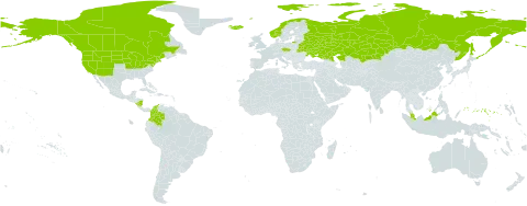 Elymus violaceus world distribution map, present in Belarus, Canada, Colombia, Czech Republic, Micronesia (Federated States of), Iceland, Kazakhstan, Malaysia, Nicaragua, Norway, Russian Federation, Ukraine, and United States of America