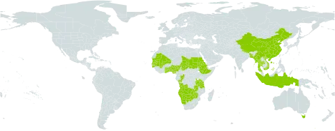 Elytrophorus world distribution map, present in Angola, Australia, Benin, Bangladesh, Botswana, China, Congo, Eritrea, Ethiopia, Ghana, Guinea-Bissau, Indonesia, Mali, Myanmar, Mauritania, Namibia, Nigeria, Nepal, Sudan, Senegal, Chad, Togo, Thailand, Tanzania, United Republic of, Viet Nam, Zambia, and Zimbabwe