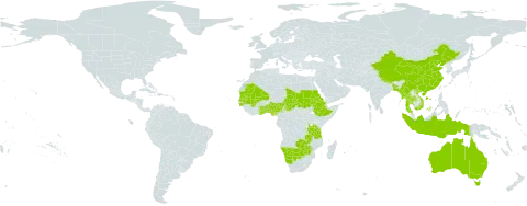 Elytrophorus spicatus world distribution map, present in Australia, Benin, Bangladesh, Botswana, China, Eritrea, Ethiopia, Ghana, Guinea-Bissau, Indonesia, Mali, Myanmar, Mauritania, Namibia, Nigeria, Nepal, Sudan, Senegal, Chad, Togo, Thailand, Tanzania, United Republic of, Viet Nam, Zambia, and Zimbabwe