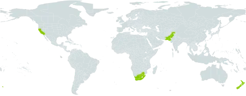 Emex australis world distribution map, present in New Zealand, Pakistan, United States of America, and South Africa