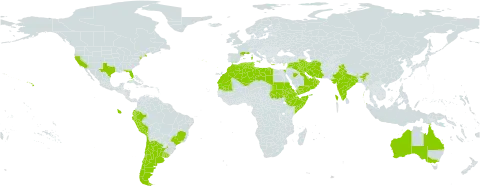 Emex spinosa world distribution map, present in Anguilla, United Arab Emirates, Argentina, Australia, Bahrain, Brazil, Chile, Cabo Verde, Cyprus, Algeria, Ecuador, Egypt, Eritrea, Spain, Ethiopia, France, Gibraltar, Greece, India, Iran (Islamic Republic of), Iraq, Israel, Italy, Kuwait, Lebanon, Libya, Morocco, Malta, Mauritania, Oman, Peru, Portugal, Qatar, Saudi Arabia, Sudan, Somalia, Syrian Arab Republic, Tunisia, Uruguay, United States of America, and Yemen