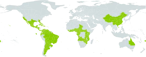 Emilia fosbergii world distribution map, present in Angola, Argentina, Antigua and Barbuda, Australia, Burundi, Benin, Bonaire, Sint Eustatius and Saba, Bahamas, Belize, Bolivia (Plurinational State of), Brazil, Central African Republic, China, Côte d'Ivoire, Cameroon, Congo, Colombia, Costa Rica, Cuba, Dominica, Dominican Republic, Ecuador, Fiji, Gabon, Ghana, Guadeloupe, Equatorial Guinea, Grenada, Guatemala, French Guiana, Guam, Guyana, Honduras, Haiti, Jamaica, Kenya, Liberia, Saint Lucia, Mexico, Marshall Islands, Mozambique, Montserrat, Martinique, Mauritius, Nigeria, Nicaragua, Panama, Puerto Rico, Portugal, Paraguay, Sierra Leone, El Salvador, South Sudan, Suriname, Chad, Togo, Trinidad and Tobago, Taiwan, Province of China, Tanzania, United Republic of, Uganda, United States of America, Venezuela (Bolivarian Republic of), Zambia, and Zimbabwe