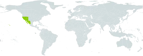 Encelia farinosa world distribution map, present in Mexico and United States of America