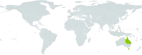 Endiandra insignis world distribution map, present in Australia
