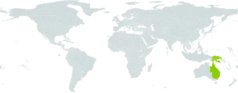Endiandra montana world distribution map, present in Australia and Papua New Guinea