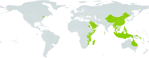 Enhalus acoroides world distribution map, present in Andorra, Australia, China, Indonesia, India, Kenya, Moldova (Republic of), Madagascar, Maldives, Myanmar, Mozambique, Malaysia, Philippines, Papua New Guinea, Saudi Arabia, Sudan, Solomon Islands, Somalia, Seychelles, Thailand, Tanzania, United Republic of, United States of America, Viet Nam, and Yemen