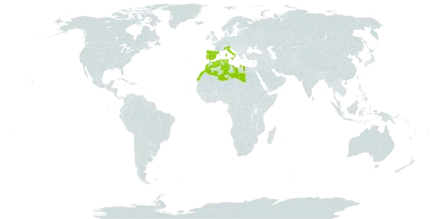 Ephedra fragilis world distribution map, present in Algeria, Spain, Italy, Libya, Morocco, Portugal, and Tunisia