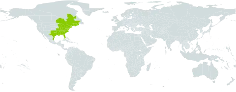 Epifagus virginiana world distribution map, present in Canada, Mexico, and United States of America