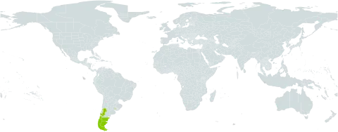 Epilobium australe world distribution map, present in Argentina, Chile, and Uruguay