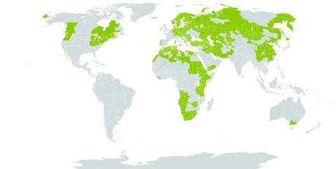 Epilobium hirsutum world distribution map, present in Afghanistan, Angola, Anguilla, Albania, Andorra, Armenia, Australia, Austria, Azerbaijan, Belgium, Bulgaria, Bosnia and Herzegovina, Belarus, Canada, Switzerland, China, Cyprus, Czech Republic, Germany, Denmark, Algeria, Egypt, Eritrea, Spain, Estonia, Ethiopia, Finland, France, United Kingdom of Great Britain and Northern Ireland, Georgia, Greece, Croatia, Hungary, India, Iran (Islamic Republic of), Iraq, Israel, Italy, Japan, Kazakhstan, Kenya, Kyrgyzstan, Lebanon, Liberia, Libya, Liechtenstein, Lesotho, Lithuania, Luxembourg, Latvia, Morocco, North Macedonia, Montenegro, Mongolia, Namibia, Netherlands, Norway, Nepal, Pakistan, Poland, Korea (Democratic People's Republic of), Portugal, Romania, Russian Federation, Saudi Arabia, Sudan, Serbia, Slovakia, Slovenia, Sweden, eSwatini, Chad, Tajikistan, Turkmenistan, Tunisia, Turkey, Tanzania, United Republic of, Uganda, Ukraine, United States of America, Uzbekistan, Yemen, South Africa, and Zimbabwe