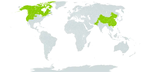 Epilobium latifolium world distribution map, present in Canada, China, Pakistan, and United States of America