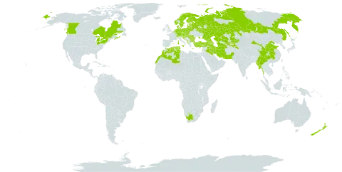 Epilobium parviflorum world distribution map, present in Afghanistan, Albania, Andorra, Armenia, Austria, Azerbaijan, Belgium, Bulgaria, Bosnia and Herzegovina, Belarus, Canada, Switzerland, China, Czech Republic, Germany, Denmark, Algeria, Spain, Estonia, Finland, France, United Kingdom of Great Britain and Northern Ireland, Georgia, Greece, Croatia, Hungary, India, Iran (Islamic Republic of), Iraq, Israel, Italy, Kazakhstan, Kyrgyzstan, Lebanon, Liechtenstein, Lithuania, Luxembourg, Latvia, Morocco, North Macedonia, Malta, Myanmar, Montenegro, Netherlands, Norway, Nepal, New Zealand, Pakistan, Poland, Portugal, Romania, Russian Federation, Serbia, Slovakia, Slovenia, Sweden, Tajikistan, Turkmenistan, Tunisia, Turkey, Ukraine, United States of America, Uzbekistan, and South Africa