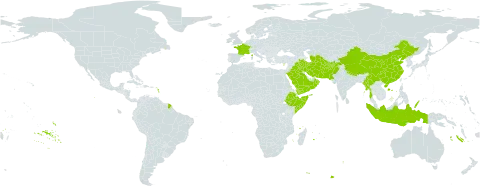 Epipactis veratrifolia world distribution map, present in Afghanistan, China, Cyprus, Ethiopia, France, Indonesia, Iran (Islamic Republic of), Iraq, Myanmar, Nepal, Oman, Pakistan, Palau, Saudi Arabia, Singapore, Somalia, Turks and Caicos Islands, Turkmenistan, and Yemen