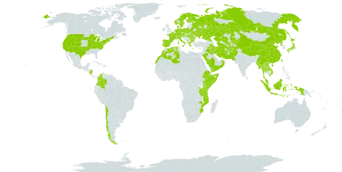 Epipactis world distribution map, present in Afghanistan, Albania, Austria, Burkina Faso, Bulgaria, Belarus, Switzerland, Chile, China, Colombia, Cyprus, Czech Republic, Germany, Denmark, Algeria, Spain, Ethiopia, Finland, France, Micronesia (Federated States of), Greece, Hungary, Indonesia, Ireland, Iran (Islamic Republic of), Iraq, Italy, Japan, Kazakhstan, Kenya, Kyrgyzstan, Lao People's Democratic Republic, Morocco, Myanmar, Montenegro, Mozambique, Malaysia, Nicaragua, Netherlands, Norway, Nepal, Oman, Pakistan, Palau, Poland, Korea (Democratic People's Republic of), Portugal, Romania, Russian Federation, Rwanda, Saudi Arabia, Singapore, Somalia, Sweden, Turks and Caicos Islands, Thailand, Turkmenistan, Taiwan, Province of China, Tanzania, United Republic of, Uganda, Ukraine, United States of America, Uzbekistan, Viet Nam, and Yemen