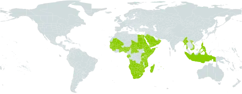 Eragrostis aspera world distribution map, present in Angola, Benin, Burkina Faso, Botswana, Central African Republic, Djibouti, Egypt, Eritrea, Ethiopia, Gabon, Ghana, Guinea, Gambia, Guinea-Bissau, Indonesia, Kenya, Madagascar, Mali, Myanmar, Mozambique, Mauritania, Mauritius, Namibia, Nigeria, Oman, Philippines, Rwanda, Saudi Arabia, Sudan, Senegal, Sierra Leone, Somalia, eSwatini, Chad, Togo, Tanzania, United Republic of, Uganda, Viet Nam, Yemen, South Africa, Zambia, and Zimbabwe
