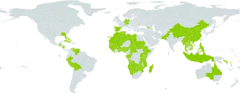 Eragrostis atrovirens world distribution map, present in Angola, Åland Islands, Australia, Benin, Burkina Faso, Bahamas, Belize, Bolivia (Plurinational State of), Botswana, Central African Republic, Switzerland, China, Congo, Cuba, Germany, Algeria, Spain, Ethiopia, Gabon, Georgia, Ghana, Guinea, Gambia, Guinea-Bissau, Guatemala, Indonesia, Kenya, Lao People's Democratic Republic, Liberia, Libya, Morocco, Moldova (Republic of), Madagascar, Mali, Myanmar, Mozambique, Mauritania, Mauritius, Namibia, Nigeria, Nicaragua, Nepal, Pakistan, Peru, Philippines, Réunion, Sudan, Senegal, Solomon Islands, Sierra Leone, Chad, Togo, Thailand, Taiwan, Province of China, Tanzania, United Republic of, Uganda, United States of America, Venezuela (Bolivarian Republic of), Viet Nam, Zambia, and Zimbabwe