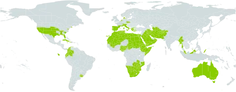 Eragrostis barrelieri world distribution map, present in Afghanistan, Åland Islands, Australia, Botswana, Switzerland, Colombia, Cuba, Czech Republic, Dominica, Denmark, Algeria, Ecuador, Egypt, Eritrea, Spain, Ethiopia, France, Greece, Haiti, Iran (Islamic Republic of), Iraq, Italy, Jamaica, Kuwait, Libya, Morocco, Mali, Myanmar, Mozambique, Mauritania, Malaysia, Namibia, Nigeria, Netherlands, Oman, Pakistan, Palau, Puerto Rico, Portugal, Saudi Arabia, Sudan, Singapore, Somalia, eSwatini, Turks and Caicos Islands, Chad, Turkmenistan, Tunisia, Uruguay, United States of America, Yemen, South Africa, Zambia, and Zimbabwe