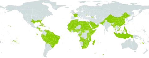 Eragrostis ciliaris world distribution map, present in Aruba, Angola, Åland Islands, Benin, Burkina Faso, Bangladesh, Bahamas, Belize, Bermuda, Bolivia (Plurinational State of), Brazil, Botswana, Central African Republic, China, Congo, Comoros, Costa Rica, Cuba, Cayman Islands, Djibouti, Dominica, Algeria, Ecuador, Egypt, Eritrea, Ethiopia, France, Gabon, Georgia, Ghana, Guinea, Gambia, Guinea-Bissau, Guatemala, Guyana, Honduras, Haiti, Indonesia, Jamaica, Kenya, Liberia, Libya, Morocco, Moldova (Republic of), Madagascar, Mali, Myanmar, Mozambique, Mauritania, Mauritius, Nigeria, Nicaragua, Oman, Pakistan, Panama, Peru, Philippines, Puerto Rico, Paraguay, Réunion, Rwanda, Saudi Arabia, Sudan, Senegal, Sierra Leone, Somalia, Suriname, eSwatini, Seychelles, Chad, Togo, Taiwan, Province of China, Tanzania, United Republic of, Uganda, United States of America, Venezuela (Bolivarian Republic of), Viet Nam, Yemen, South Africa, Zambia, and Zimbabwe
