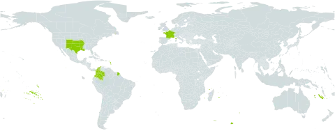 Eragrostis curtipedicellata world distribution map, present in Colombia, France, and United States of America