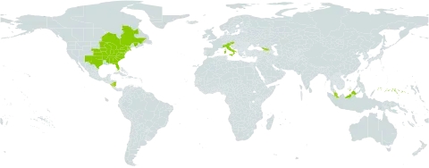 Eragrostis frankii world distribution map, present in Åland Islands, Austria, Canada, Micronesia (Federated States of), Georgia, Italy, Malaysia, Nicaragua, and United States of America