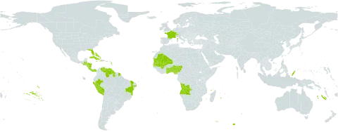 Eragrostis prolifera world distribution map, present in Aruba, Angola, Benin, Bahamas, Belize, Brazil, Switzerland, Costa Rica, Cuba, Cayman Islands, Dominica, France, Ghana, Gambia, Guatemala, Guyana, Honduras, Haiti, Jamaica, Mali, Mauritania, Nigeria, Nicaragua, Panama, Peru, Palau, Senegal, Togo, United States of America, and Venezuela (Bolivarian Republic of)