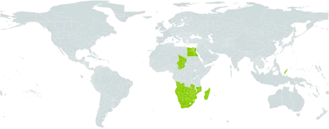 Eragrostis sarmentosa world distribution map, present in Angola, Botswana, Egypt, Madagascar, Mozambique, Namibia, Palau, Chad, South Africa, Zambia, and Zimbabwe
