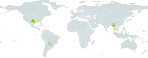 Eragrostis spicata world distribution map, present in Myanmar, Paraguay, and United States of America