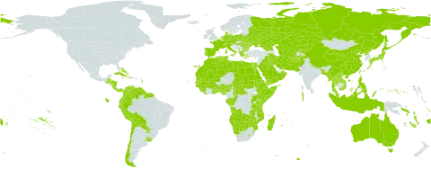 Eragrostis world distribution map, present in Aruba, Afghanistan, Angola, Åland Islands, Albania, Andorra, Australia, Austria, Benin, Burkina Faso, Bangladesh, Bulgaria, Bahamas, Belarus, Belize, Bermuda, Bolivia (Plurinational State of), Botswana, Central African Republic, Switzerland, Chile, China, Congo, Cook Islands, Colombia, Comoros, Cabo Verde, Costa Rica, Cuba, Cayman Islands, Cyprus, Czech Republic, Germany, Djibouti, Dominica, Denmark, Algeria, Ecuador, Egypt, Eritrea, Spain, Ethiopia, Fiji, France, Micronesia (Federated States of), Gabon, Georgia, Ghana, Guinea, Gambia, Guinea-Bissau, Greece, Guatemala, Guyana, Honduras, Haiti, Hungary, Indonesia, Iran (Islamic Republic of), Iraq, Italy, Jamaica, Japan, Kazakhstan, Kenya, Kyrgyzstan, Kuwait, Lao People's Democratic Republic, Liberia, Libya, Lesotho, Morocco, Moldova (Republic of), Madagascar, Maldives, Mali, Myanmar, Montenegro, Mozambique, Mauritania, Mauritius, Malaysia, Namibia, Norfolk Island, Nigeria, Nicaragua, Netherlands, Nepal, Oman, Pakistan, Panama, Peru, Philippines, Palau, Poland, Puerto Rico, Korea (Democratic People's Republic of), Portugal, Paraguay, Réunion, Romania, Russian Federation, Rwanda, Saudi Arabia, Sudan, Senegal, Singapore, Solomon Islands, Sierra Leone, Somalia, Suriname, eSwatini, Seychelles, Turks and Caicos Islands, Chad, Togo, Thailand, Tokelau, Turkmenistan, Tonga, Tunisia, Tuvalu, Taiwan, Province of China, Tanzania, United Republic of, Uganda, Ukraine, Uruguay, Uzbekistan, Venezuela (Bolivarian Republic of), Viet Nam, Vanuatu, Wallis and Futuna, Samoa, Yemen, Zambia, and Zimbabwe