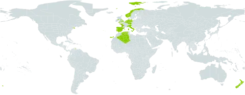Erica cinerea world distribution map, present in Belgium, Germany, Algeria, Spain, France, United Kingdom of Great Britain and Northern Ireland, Italy, Netherlands, Norway, New Zealand, Portugal, and United States of America