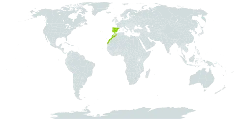 Erica umbellata world distribution map, present in Spain, Morocco, and Portugal