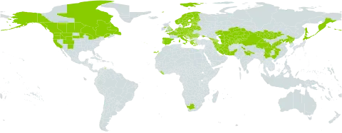 Erigeron acris world distribution map, present in Armenia, Austria, Azerbaijan, Belarus, Canada, Switzerland, China, Czech Republic, Germany, Spain, Estonia, Finland, France, United Kingdom of Great Britain and Northern Ireland, Georgia, Greece, Croatia, Hungary, India, Iran (Islamic Republic of), Italy, Japan, Kazakhstan, Kyrgyzstan, Liberia, Liechtenstein, Lithuania, Latvia, Moldova (Republic of), Mongolia, Netherlands, Norway, Nepal, Pakistan, Poland, Korea (Democratic People's Republic of), Portugal, Romania, Russian Federation, Serbia, Slovakia, Slovenia, Sweden, Tajikistan, Turkmenistan, Ukraine, United States of America, Uzbekistan, and South Africa